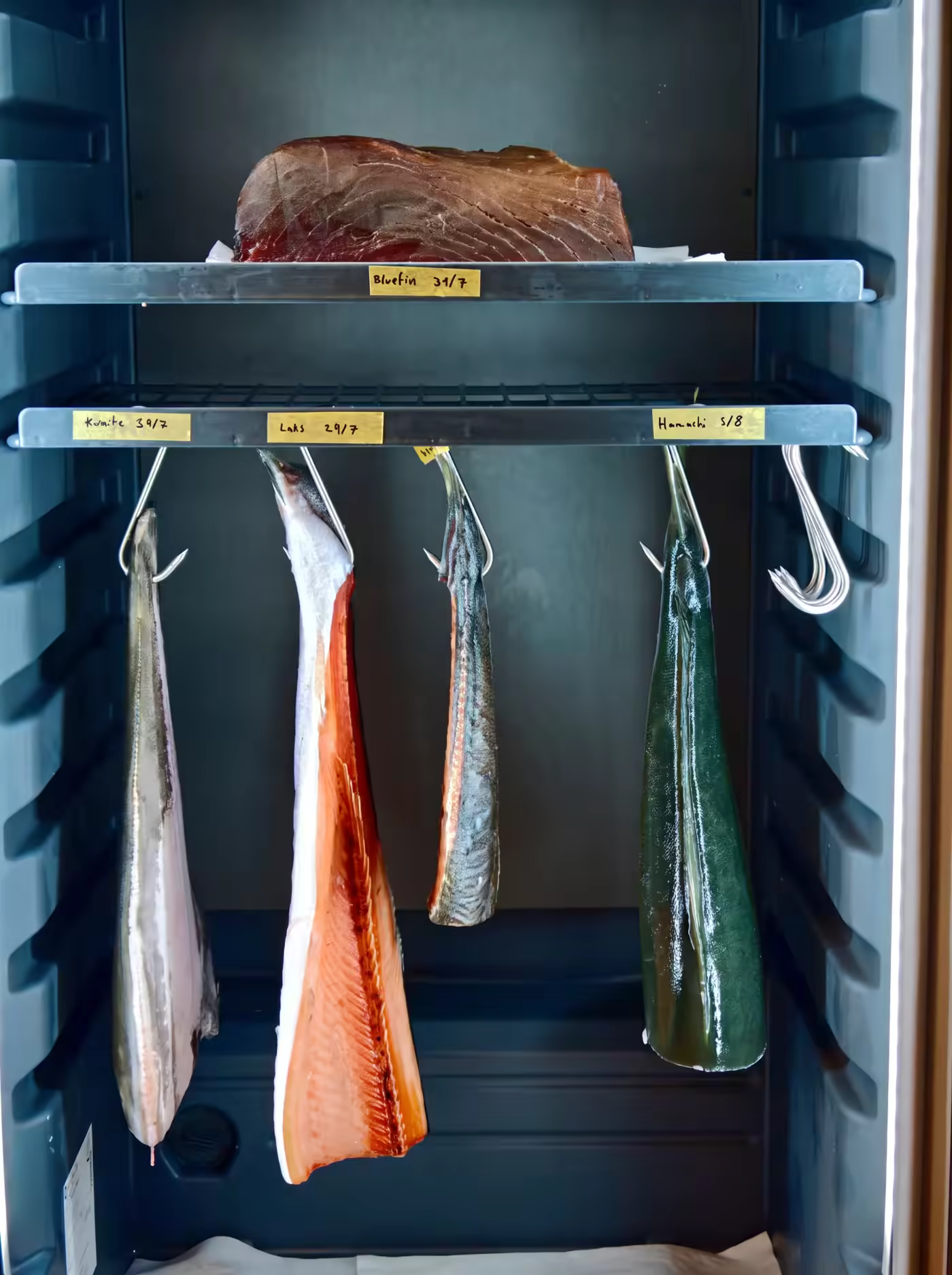Aged fish hanging in the curing fridge
